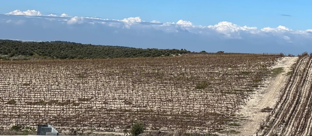 ביקורות יין: יהלומי דיוטי פרי ומוני אין כמוני