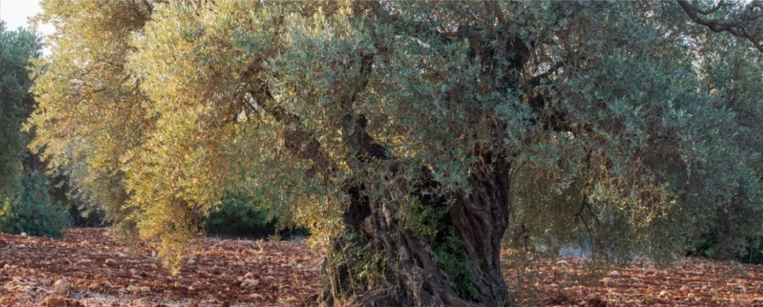 משק ג'השאן מציג את שמני הזית החדשים של שנת 2022