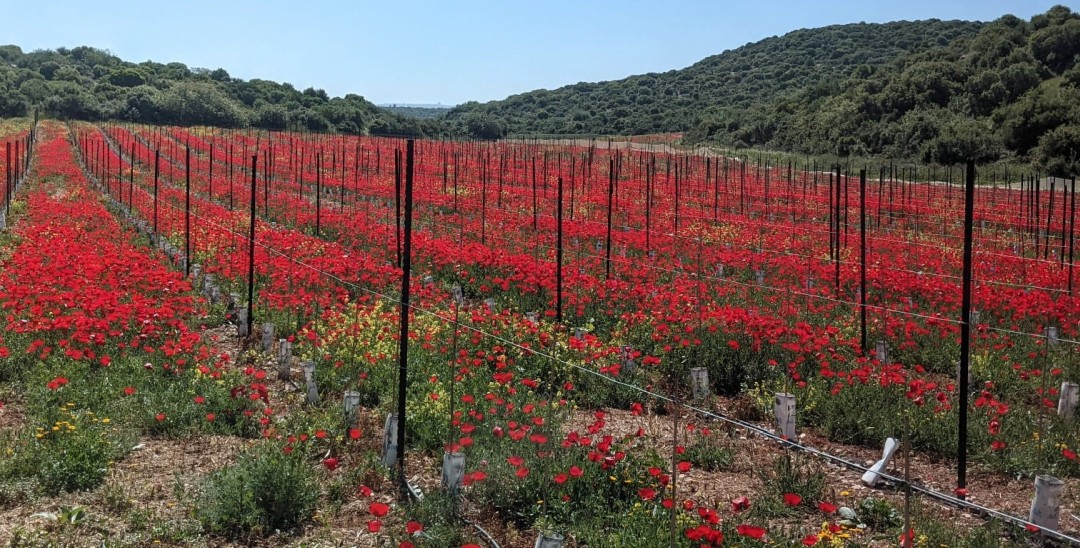 שמענו בין הגפנים 29.4.22: מה קרה למיליון דולר לקידום היצוא לארה"ב? האנדמיה מגיעה ליקב ברקן, ביקור בית ביקב צפרירים ו-6 כתבות שפרסמנו החודש