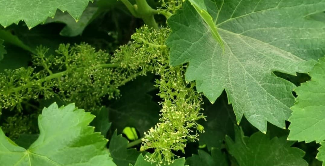 שמענו בין הגפנים 13.5.22: 13 יקבי בוטיק בבית הנשיא, יין וגורמה בקריית אתא, וגם וויסקי יפני וישראלי