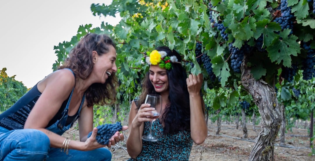 שמענו בין הגפנים 2.9.22: איפה יין ישראלי יקר יותר? ביקורות סוביניון בלאן, סיפורי ושירי בציר ויין