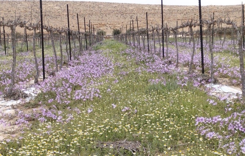 שמענו בין הגפנים 24.3.23: האפטר טייסטינג של טעימת יינות ישראל, ביקור ביקב יהודה, יינות לפסח – מידע מהיקבים