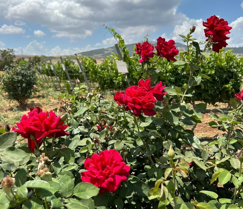 שמענו בין הגפנים 2.6.23: הכורם היינן ואיש השיווק – מי חשוב יותר? וטעימת יינות פלסטינאים בעיר העתיקה