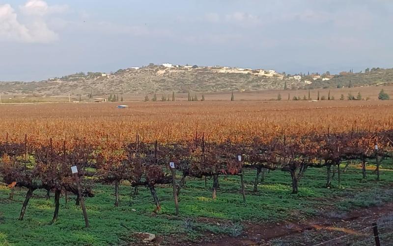 שמענו בין הגפנים 19.1.24: ארץ אוכלת יושביה וחקלאיה, הייננים הצילו את יינות 2019, יקב פלם – 25 שנות יין